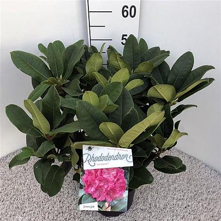 Rhododendron 'Germania' Pot 5 Liter 