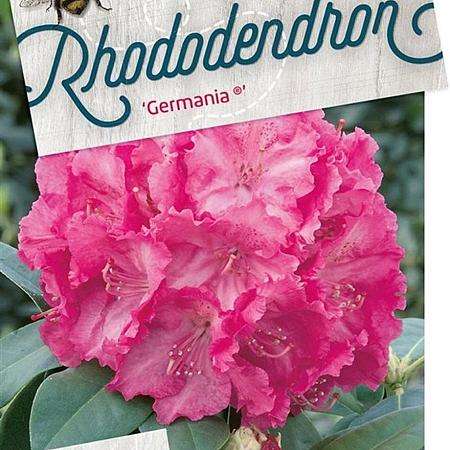 Rhododendron 'Germania' Pot 5 Liter 