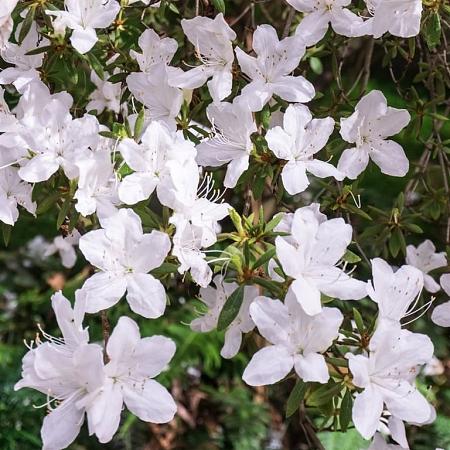 Rhododendron (AZ) 'Luzi' Pot 10 liter