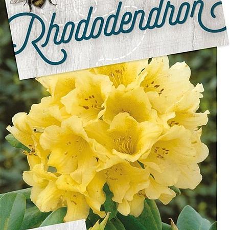 Rhododendron 'Nancy Evans' Pot 10 liter