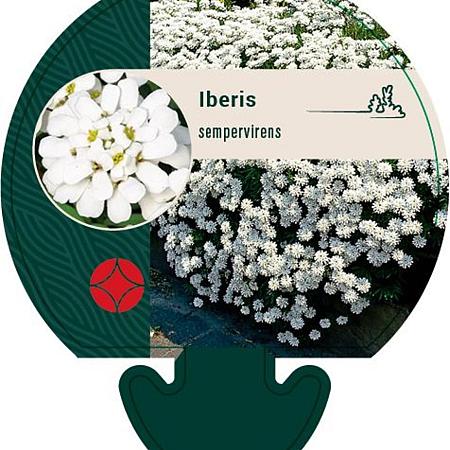 Iberis sempervirens Pot 9 cm