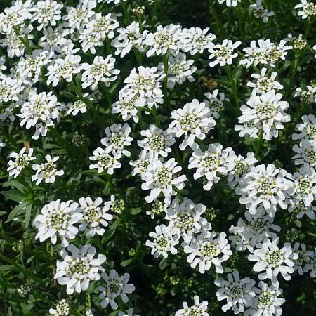 Iberis sempervirens Pot 9 cm