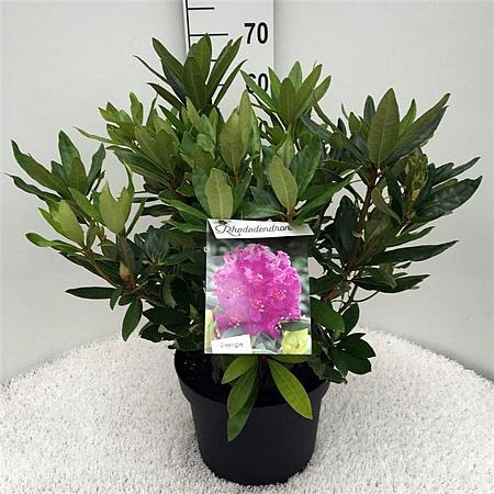 Rhododendron (P) 'Polarnacht' Pot 10 liter