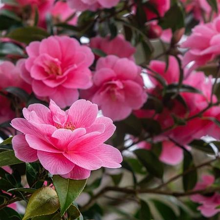 Camellia 'Spring Festival' Pot 3 Liter 30 - 40 cm