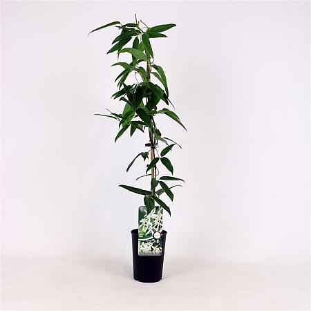 Clematis arm. 'Snowdrift' Pot 2 Liter80 - 100 cm