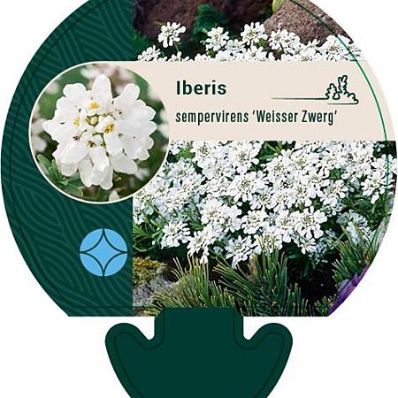 Iberis semp. 'Weisser Zwerg' Pot 9 cm