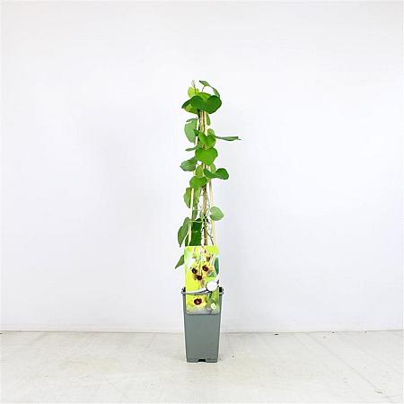 Aristolochia macrophylla Pot 2 Liter