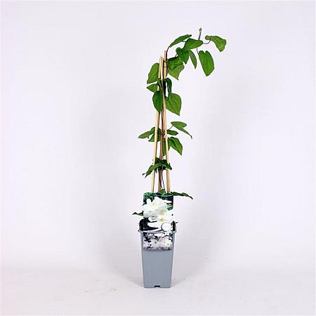 Clematis 'Mevrouw Le Coultre' Pot 2 Liter