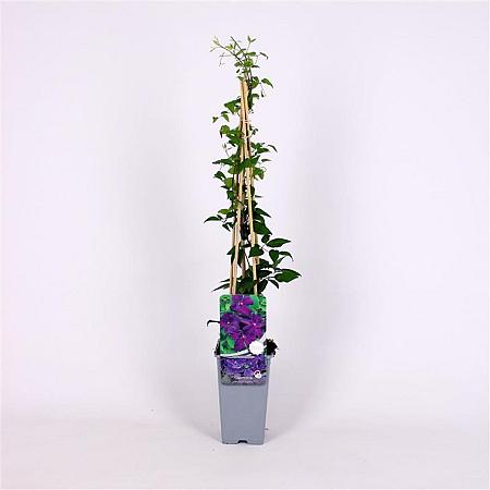 Clematis 'Polish Spirit' Pot 2 Liter