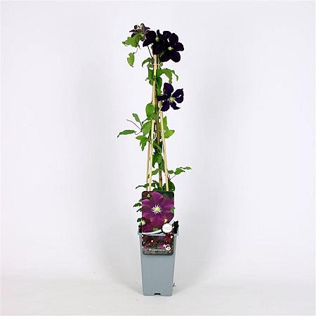 Clematis 'Warszawska Nike' Pot 2 Liter