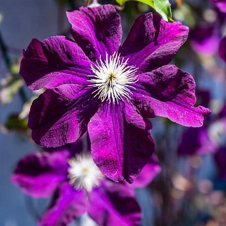 Clematis 'Warszawska Nike' Pot 2 Liter