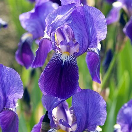 Iris (G) 'Lent A. Williamson' Pot 9 cm