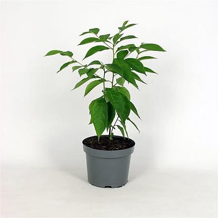 Diospyros lotus Pot 12 liter 