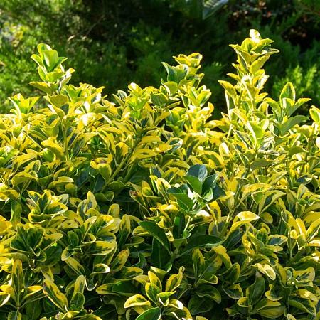 Euonymus japonicus Pot 3 Liter 30 - 40 cm