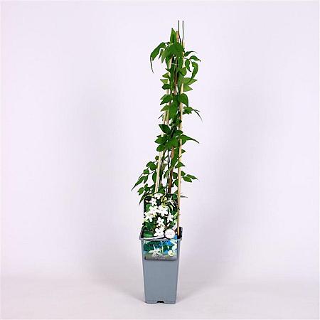 Jasminum officinale Pot 2 Liter