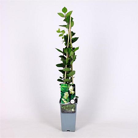Lonicera fragrantissima Pot 2 Liter