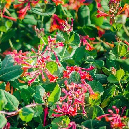 Lonicera periclymenum Pot 2 Liter80 - 100 cm