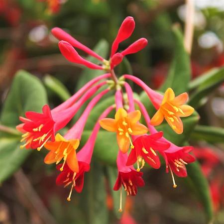 Lonicera per. 'Belgica Select' Pot 2 Liter