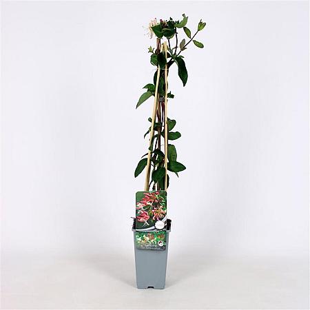 Lonicera per. 'Belgica Select' Pot 2 Liter