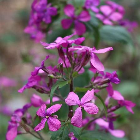 Lunaria annua Pot 9 cm