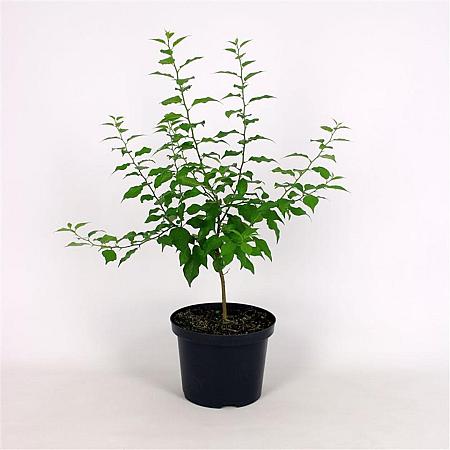 Maclura pomifera Pot 12 liter 100 - 125 cm