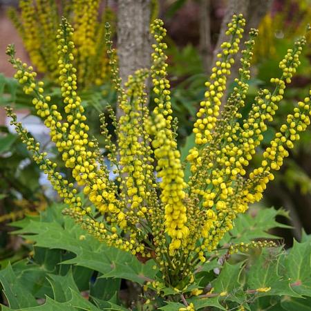 Mahonia media 'Charity' Pot 12 liter 80 - 100 cm