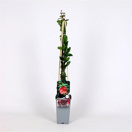 Punica granatum Pot 2 Liter