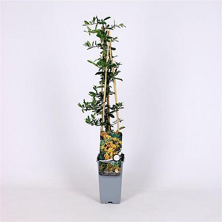 Pyracantha 'Golden Charmer' Pot 2 Liter
