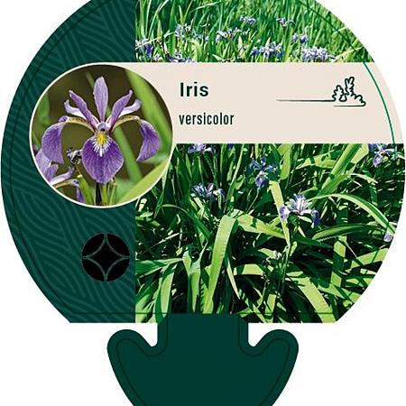 Iris versicolor Pot 9 cm