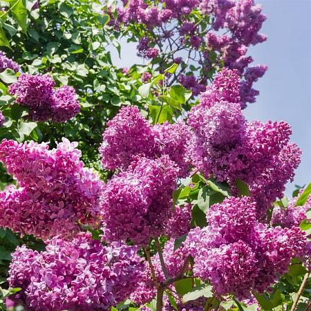 Syringa v. 'Belle de Nancy' Pot 12 liter 125 - 150 cm
