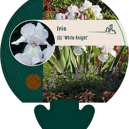 Iris (G) 'White Knight' Pot 9 cm