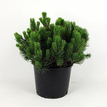 Pinus mugo pumilio Pot 12 liter 40 - 50 cm