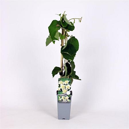 Actinidia deliciosa 'Atlas' Pot 2 Liter