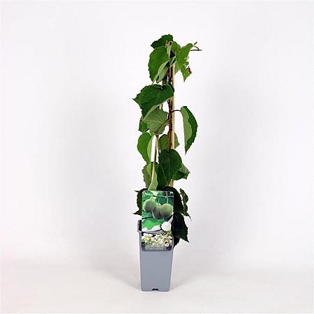 Actinidia deliciosa 'Hayward' Pot 2 Liter
