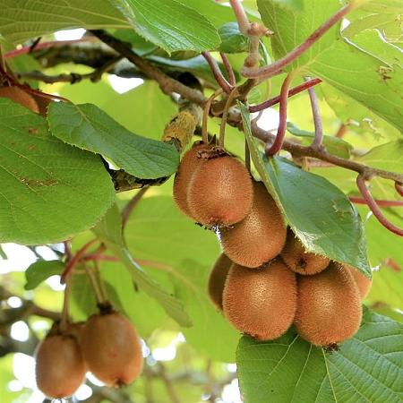 Actinidia deliciosa 'Jenny' Pot 2 Liter80 - 100 cm