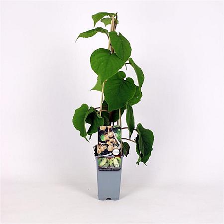 Actinidia deliciosa Solissimo Pot 2 Liter