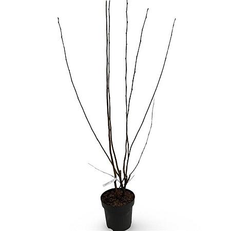 Corylus 'Rode Zellernoot' Pot 12 liter 125 - 150 cm