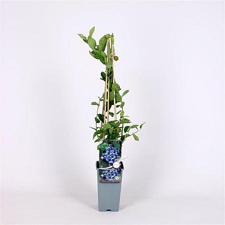 Vaccinium c. 'Bluejay' Pot 2 Liter