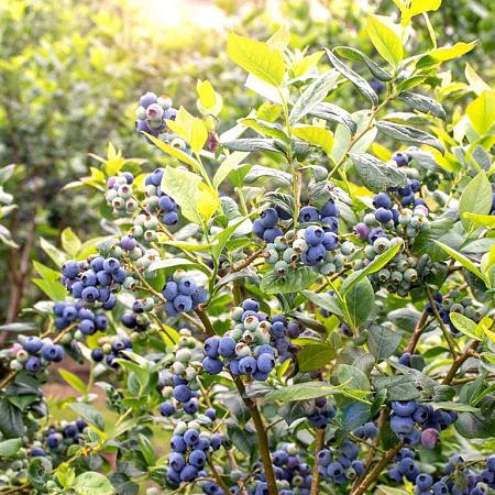 Vaccinium c. 'Brigitta Blue' Pot 2 Liter