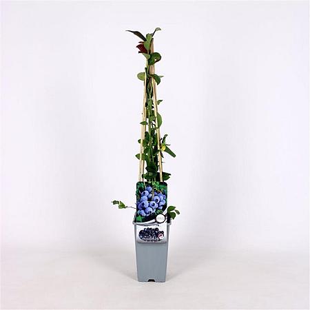 Vaccinium c. 'Duke' Pot 2 Liter