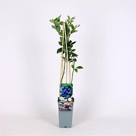 Vaccinium c. 'Goldtraube 71' Pot 2 Liter