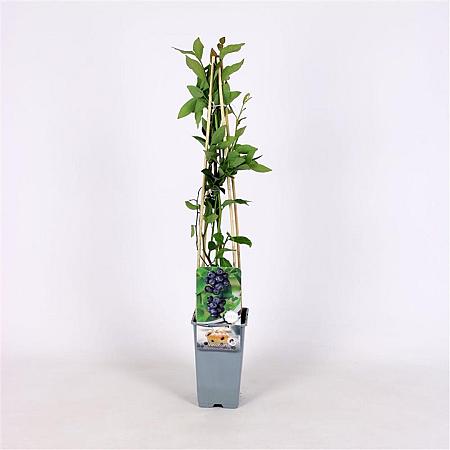 Vaccinium c. 'Jersey' Pot 2 Liter