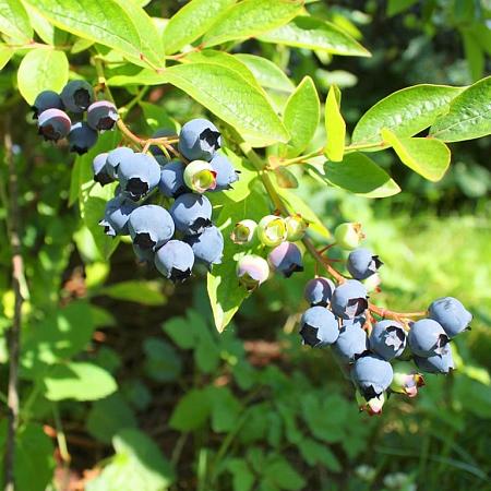 Vaccinium c. 'Jersey' Pot 2 Liter