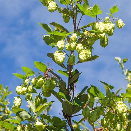 Humulus lupulus Pot 2 Liter