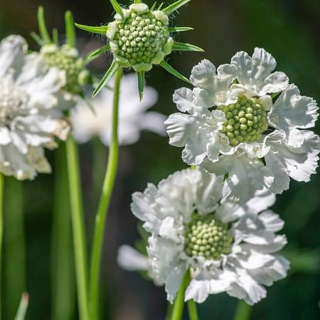 Scabiosa cauc. 'Miss Willmott' Pot 9 cm