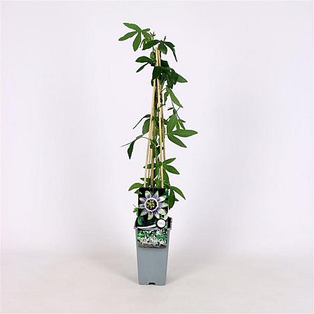 Passiflora 'Damsel's Delight' Pot 2 Liter