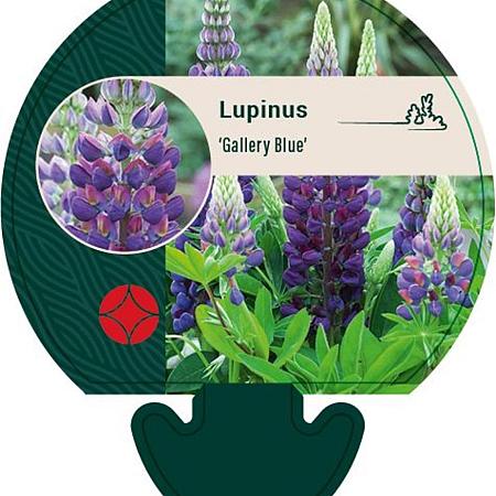 Lupinus 'Gallery Blue' Pot 9 cm