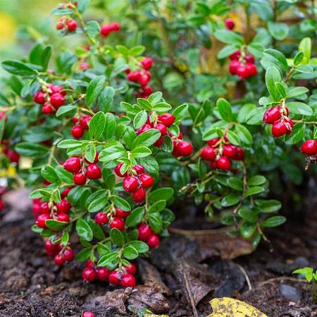 Vaccinium vitis-id. Fireballs Pot 2 Liter