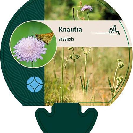 Knautia arvensis Pot 9 cm