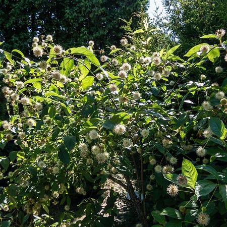 Cephalanthus occidentalis Pot 7,5 Liter 